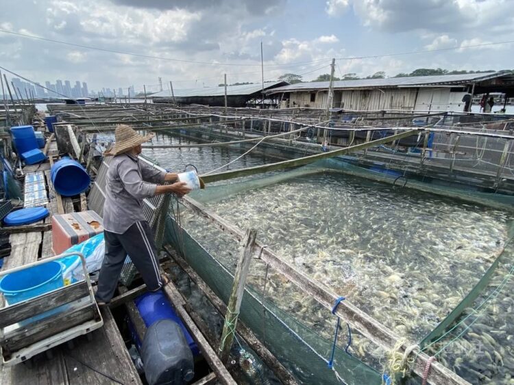 Peternakan ikan di Selat Johor hasil kerjasama Taiwan dan Singapura (Sumber foto: Henry Wu CNA)