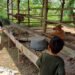 Kandang sapi kurban di Bintan Kepri. | Foto: ANTARA/Ogen.